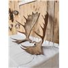 Image 2 : 30.4 Lbs Set Of Alaskan Moose Antlers