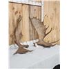 Image 3 : 30.4 Lbs Set Of Alaskan Moose Antlers