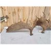 Image 4 : 30.4 Lbs Set Of Alaskan Moose Antlers