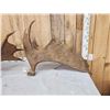 Image 5 : 30.4 Lbs Set Of Alaskan Moose Antlers