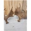 Image 6 : 30.4 Lbs Set Of Alaskan Moose Antlers