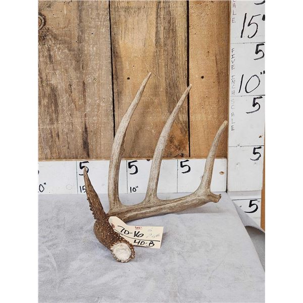76" Wild Texas Whitetail Shed Antler