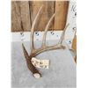 Image 2 : 76" Wild Texas Whitetail Shed Antler