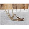 Image 3 : 76" Wild Texas Whitetail Shed Antler