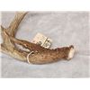 Image 4 : 76" Wild Texas Whitetail Shed Antler