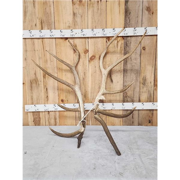 20.4 Lbs Set Of Elk Cut Off Antlers
