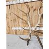 Image 3 : 20.4 Lbs Set Of Elk Cut Off Antlers