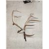 Image 4 : 20.4 Lbs Set Of Elk Cut Off Antlers