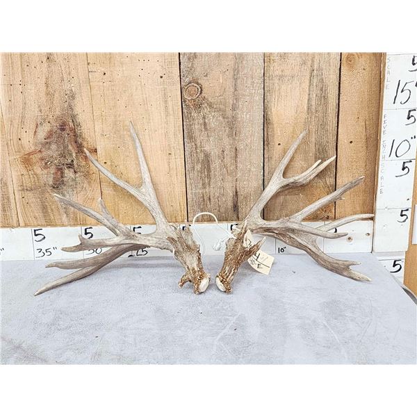 Big 240" Set Of Nontypical Whitetail Shed Antlers