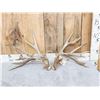 Image 1 : Big 240" Set Of Nontypical Whitetail Shed Antlers