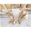 Image 2 : Big 240" Set Of Nontypical Whitetail Shed Antlers