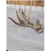 Image 3 : Big 240" Set Of Nontypical Whitetail Shed Antlers