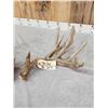Image 4 : Big 240" Set Of Nontypical Whitetail Shed Antlers