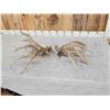 Image 5 : Big 240" Set Of Nontypical Whitetail Shed Antlers