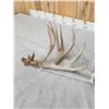Image 6 : Big 240" Set Of Nontypical Whitetail Shed Antlers