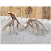 Image 7 : Big 240" Set Of Nontypical Whitetail Shed Antlers