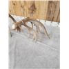Image 8 : Big 240" Set Of Nontypical Whitetail Shed Antlers