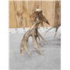 Image 9 : Big 240" Set Of Nontypical Whitetail Shed Antlers