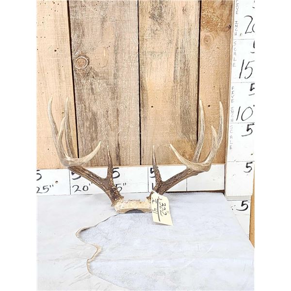 5x5 Whitetail Antlers On Skull Plate