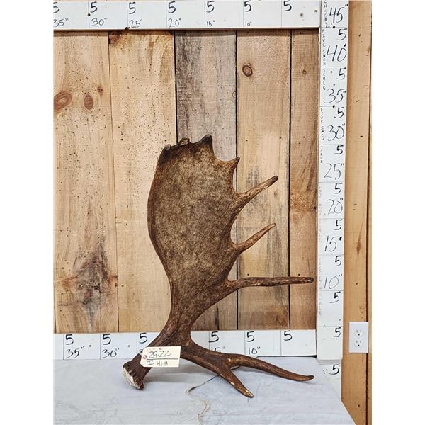 12.3 Lbs Alaskan Self Standing Moose Shed Antler