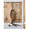 Image 1 : 12.3 Lbs Alaskan Self Standing Moose Shed Antler
