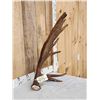 Image 2 : 12.3 Lbs Alaskan Self Standing Moose Shed Antler