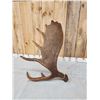 Image 4 : 12.3 Lbs Alaskan Self Standing Moose Shed Antler