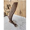 Image 5 : 12.3 Lbs Alaskan Self Standing Moose Shed Antler