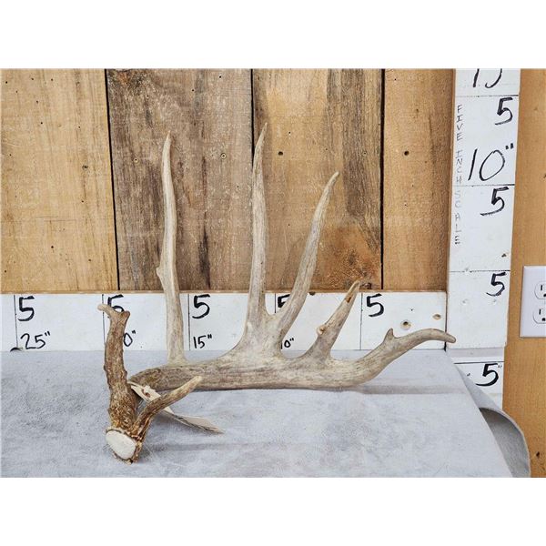 102" Whitetail Shed Antler