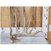 Image 1 : 102" Whitetail Shed Antler