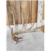 Image 2 : 102" Whitetail Shed Antler