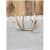 Image 3 : 102" Whitetail Shed Antler
