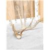 Image 5 : 102" Whitetail Shed Antler