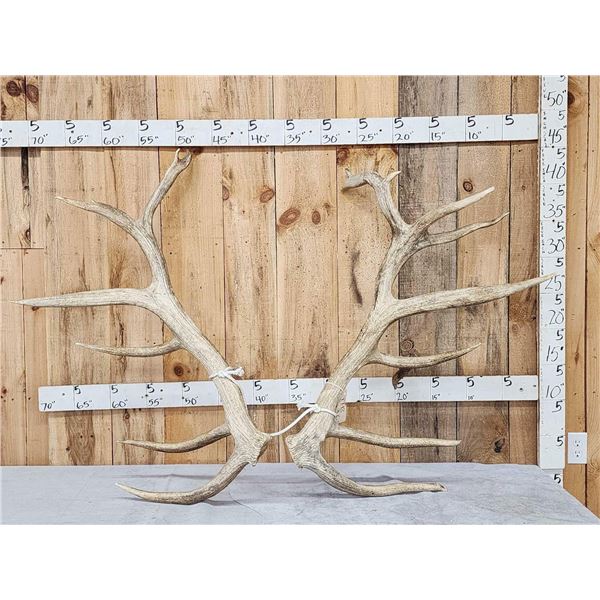 Gnarly Nontypical 10x9 Elk Shed Antlers