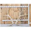 Image 1 : Gnarly Nontypical 10x9 Elk Shed Antlers