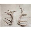 Image 4 : Gnarly Nontypical 10x9 Elk Shed Antlers