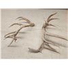 Image 5 : Gnarly Nontypical 10x9 Elk Shed Antlers