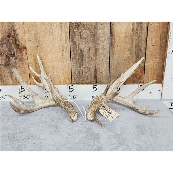 Big Set Of 185" Whitetail Shed Antlers