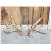 Image 1 : Big Set Of 185" Whitetail Shed Antlers