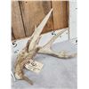 Image 2 : Big Set Of 185" Whitetail Shed Antlers