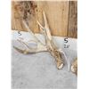 Image 3 : Big Set Of 185" Whitetail Shed Antlers