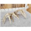 Image 4 : Big Set Of 185" Whitetail Shed Antlers