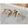 Image 5 : Big Set Of 185" Whitetail Shed Antlers