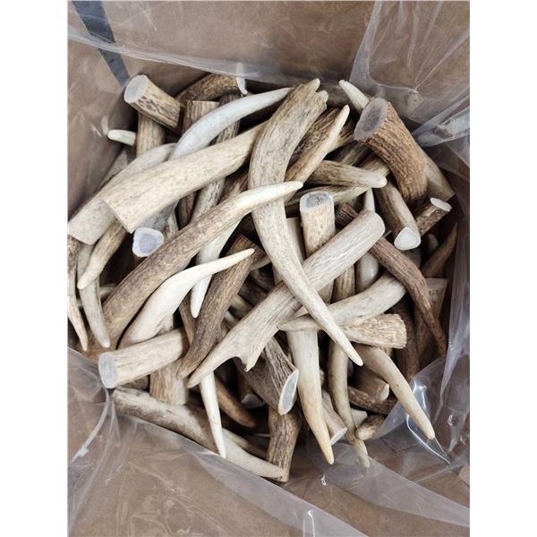 50 Lbs Of Elk Antler Tips