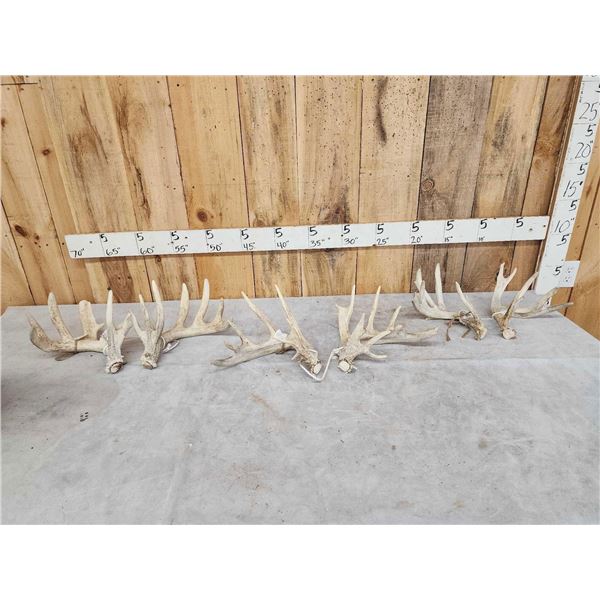 3 Sets Of Whitetail Shed Antlers