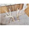 Image 2 : 3 Sets Of Whitetail Shed Antlers