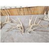 Image 3 : 3 Sets Of Whitetail Shed Antlers