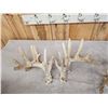 Image 4 : 3 Sets Of Whitetail Shed Antlers