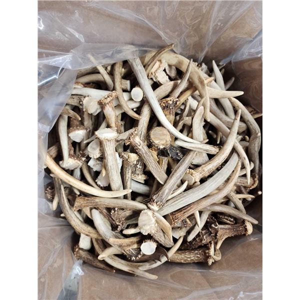 50 Lbs Of Grade A Deer Spike Antlers