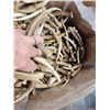 Image 2 : 50 Lbs Of Grade A Deer Spike Antlers